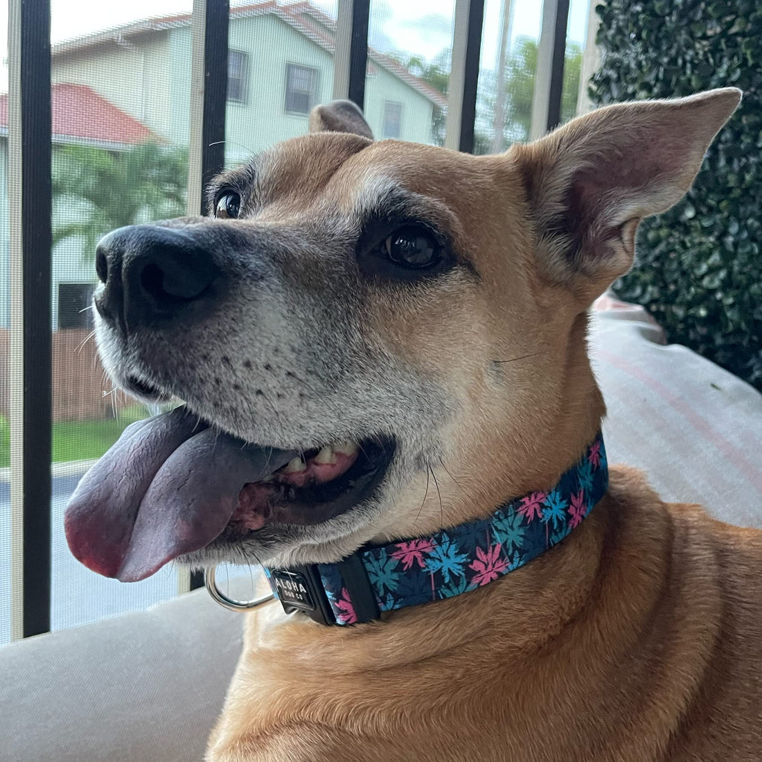 Collar Me Impressed: 5 Signs Your Dog Is Secretly a Fashion Icon